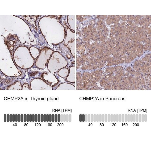 Anti-CHMP2A antibody produced in rabbit