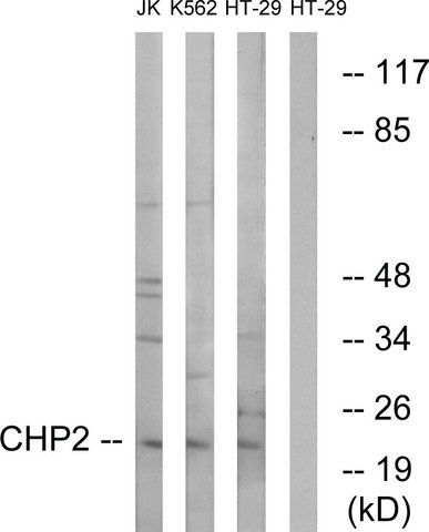 Anti-CHP2 antibody produced in rabbit