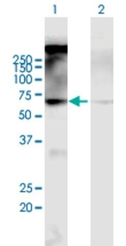 Anti-CHRM2 antibody produced in mouse