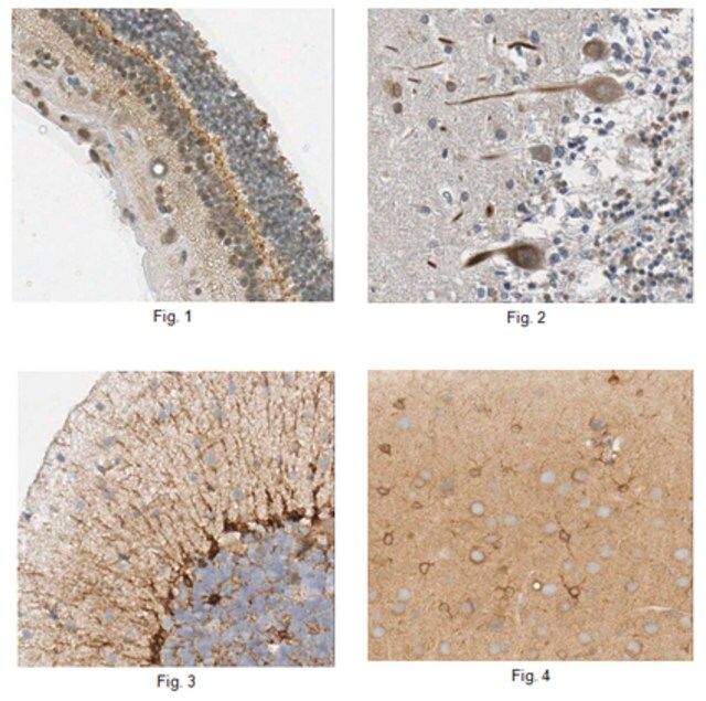 Anti-CHRDL1 Antibody, clone 10C9.3