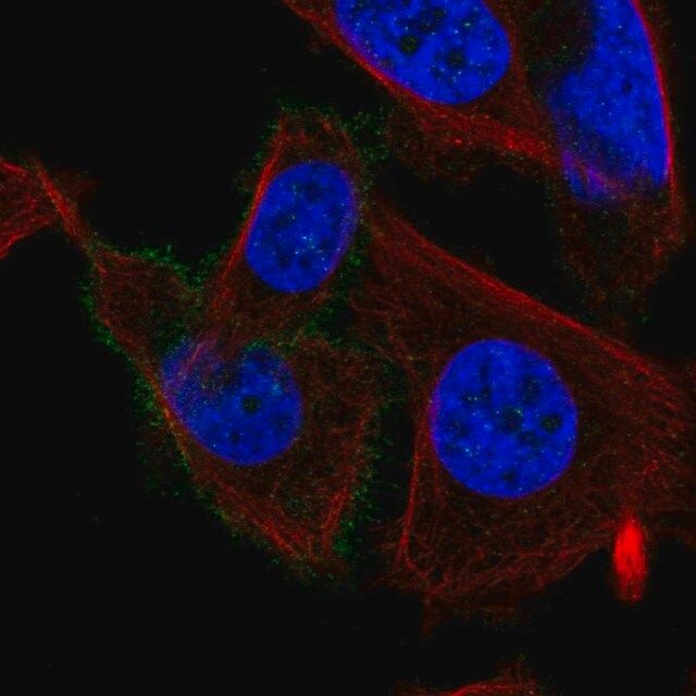 Anti-CHRM3 antibody produced in rabbit