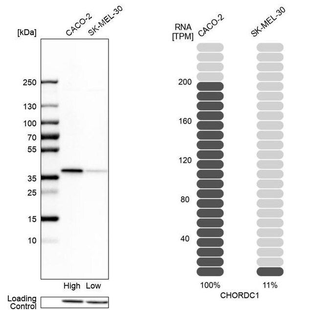 Anti-CHORDC1 antibody produced in rabbit