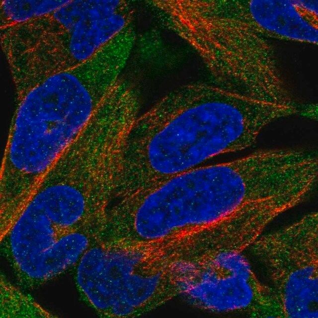 Anti-CHRND antibody produced in rabbit