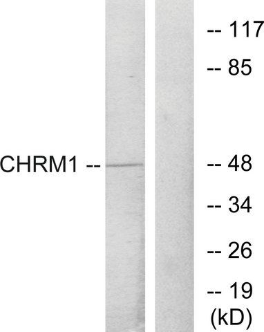 Anti-CHRM1 antibody produced in rabbit