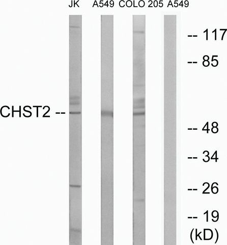 Anti-CHST2 antibody produced in rabbit