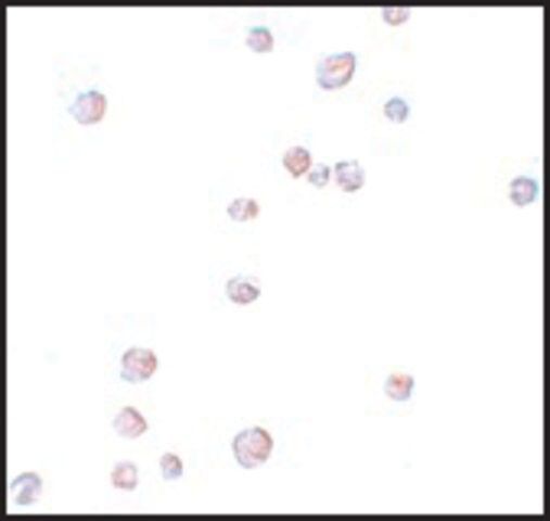 Anti-CHORDC1 antibody produced in rabbit