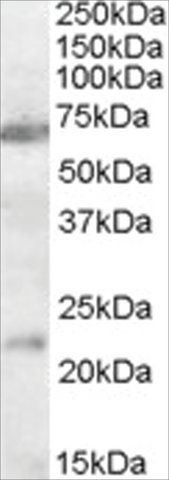 Anti-CHRNA4 (AA 29-43) antibody produced in goat