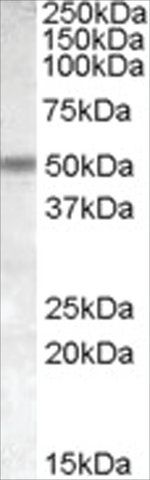 Anti-CHRNB3 antibody produced in goat