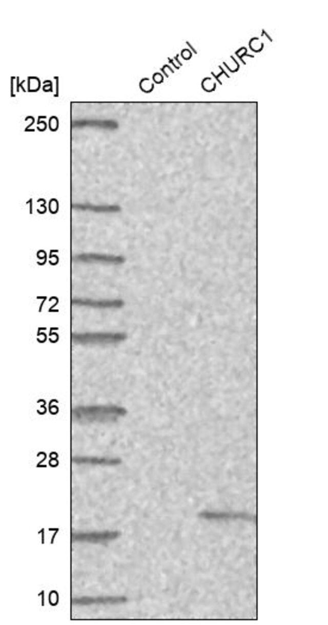 Anti-CHURC1 antibody produced in rabbit