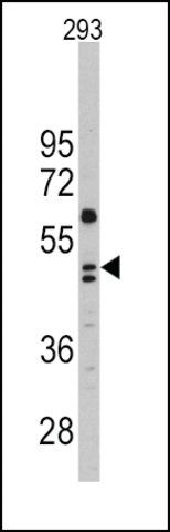 Anti-CHRD (C-term) antibody produced in rabbit