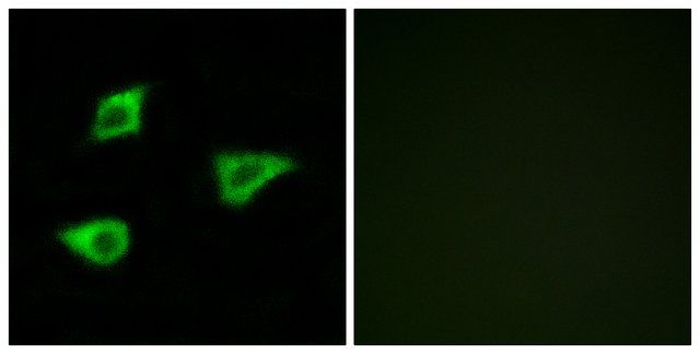 Anti-CHRM4 antibody produced in rabbit