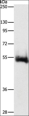 Anti-CHRM4 antibody produced in rabbit