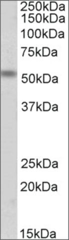 Anti-CHRNE antibody produced in goat