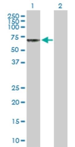 Anti-CHRND antibody produced in rabbit