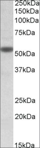 Anti-CHRNA5 antibody produced in goat