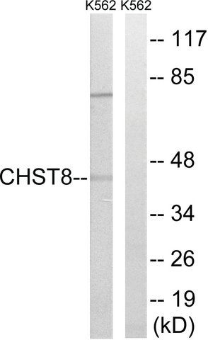 Anti-CHST8 antibody produced in rabbit