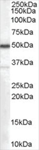 Anti-Chromogranin A Precursor antibody produced in goat