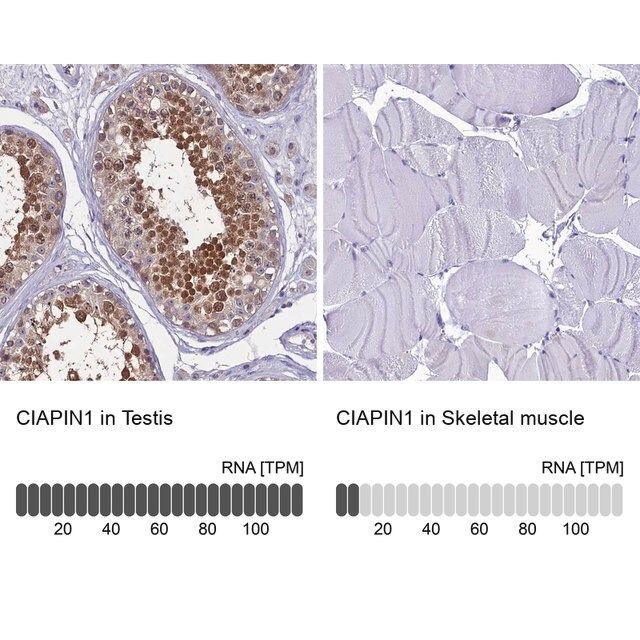 Anti-CIAPIN1 antibody produced in rabbit