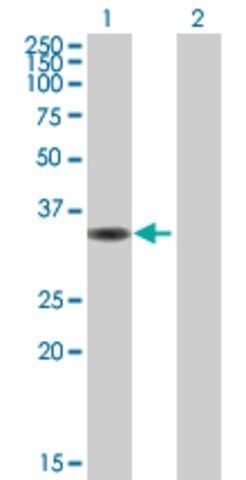 Anti-CIAPIN1 antibody produced in mouse