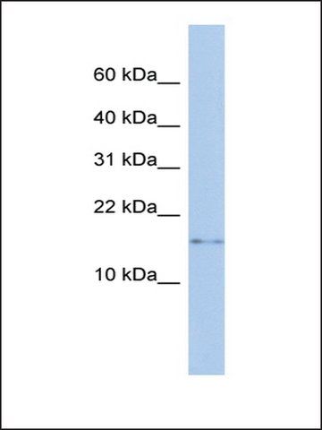 Anti-CISD2 antibody produced in rabbit