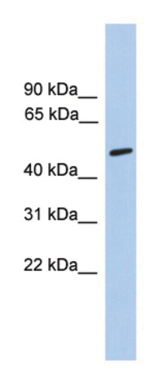 Anti-CHRNA5 antibody produced in rabbit