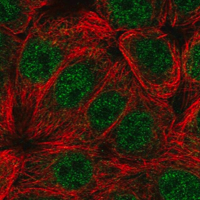 Anti-CIART antibody produced in rabbit