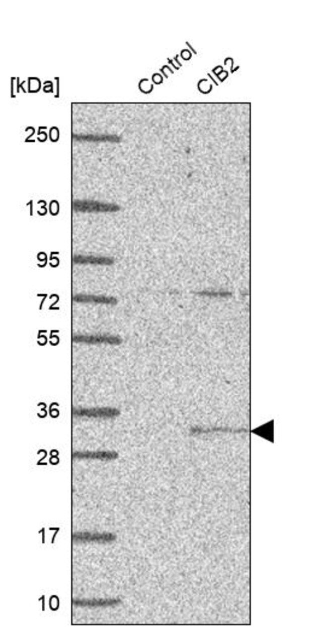 Anti-CIB2 antibody produced in rabbit