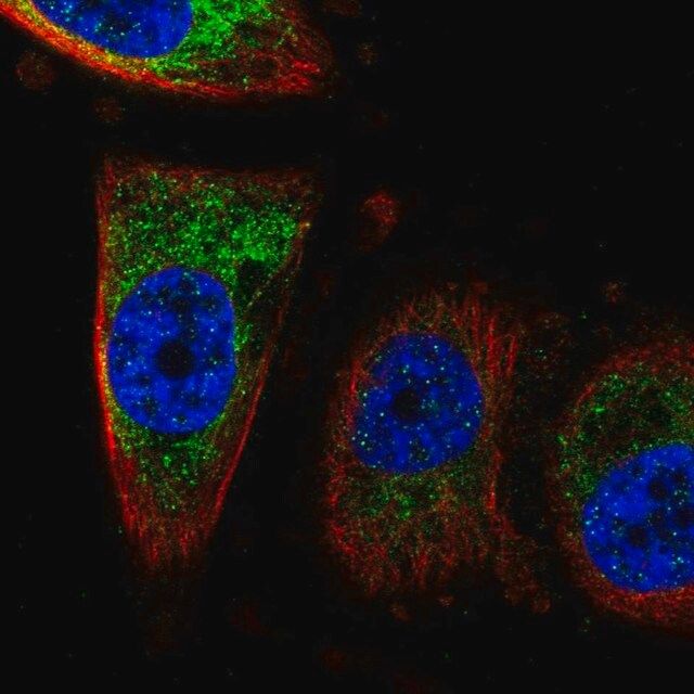 Anti-CISD1 antibody produced in rabbit