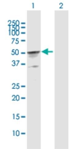 Anti-CKMT2 antibody produced in rabbit