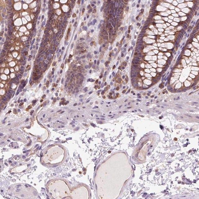 Anti-CISD3 antibody produced in rabbit