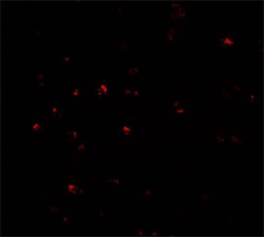 Anti-CITED2 antibody produced in rabbit