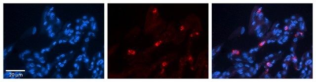 Anti-CIAO1 antibody produced in rabbit