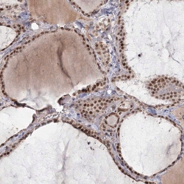 Anti-CIB4 antibody produced in rabbit