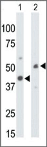 Anti-CKMT1 (N-term) antibody produced in rabbit