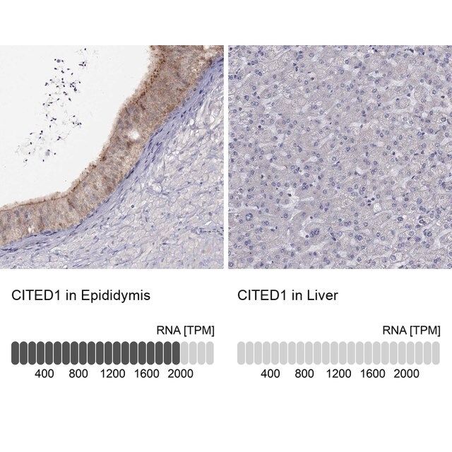 Anti-CITED1 antibody produced in rabbit