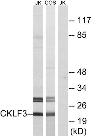 Anti-CKLF3 antibody produced in rabbit