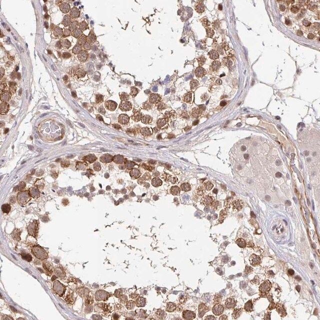 Anti-CLASRP antibody produced in rabbit