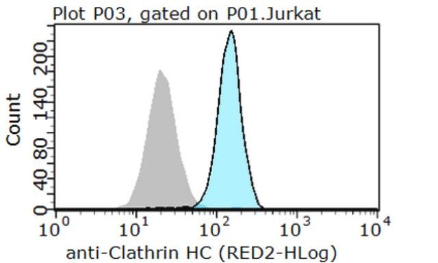 Anti-Clathrin Heavy Chain Antibody, clone 6F10.1