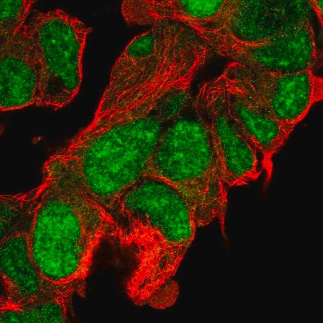 Anti-CLASRP antibody produced in rabbit