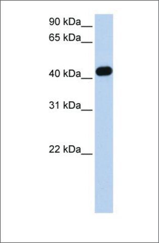 Anti-CKMT2 antibody produced in rabbit