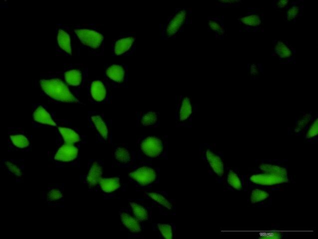 Anti-CISH antibody produced in rabbit