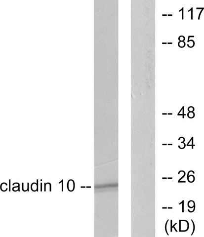 Anti-Claudin 10 antibody produced in rabbit