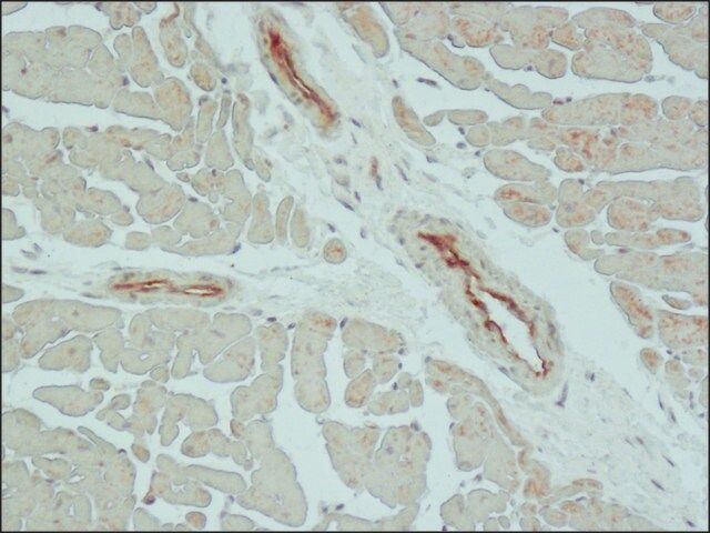 Anti-Claudin-5 (C-terminal) antibody produced in rabbit