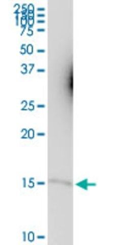 Anti-CKS1B antibody produced in mouse