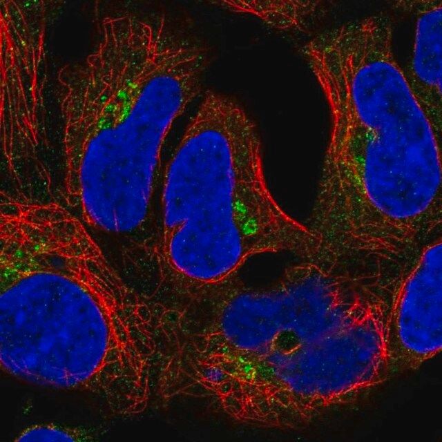 Anti-CLASP2 antibody produced in rabbit