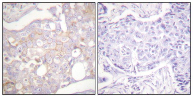 Anti-Claudin 4 antibody produced in rabbit