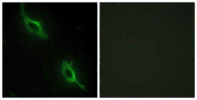 Anti-CKMT2 antibody produced in rabbit