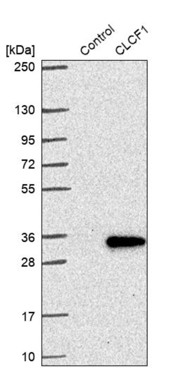 Anti-CLCF1 antibody produced in rabbit