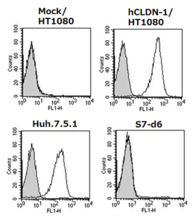 Anti-Claudin-1/CLDN1 Antibody, clone 7A5