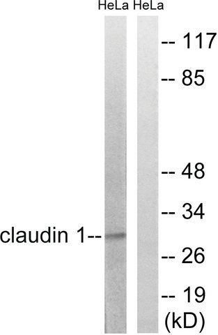 Anti-Claudin 1 antibody produced in rabbit